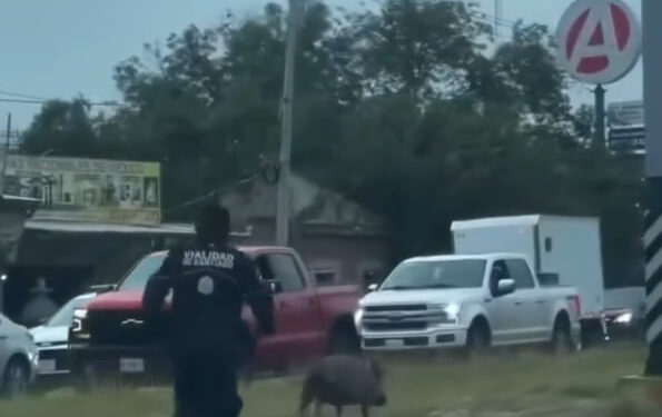 PERSIGUE TRÁNSITO A PUERCO EN LA NACIONAL 1 PERSIGUE TRÁNSITO A PUERCO EN LA NACIONAL