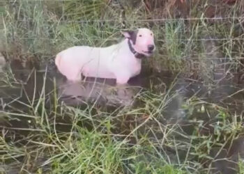HUYEN DE HURACÁN Y DEJAN AL PERRO
