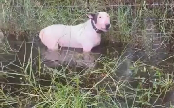 HUYEN DE HURACÁN Y DEJAN AL PERRO 1 HUYEN DE HURACÁN Y DEJAN AL PERRO