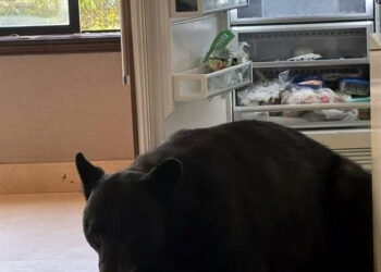 SE METE OSO HASTA LA COCINA Y ABRE REFRI EN SAN PEDRO