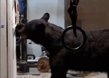 LLEGA OSO HASTA EL REFRI EN RESIDENCIA DE SAN PEDRO