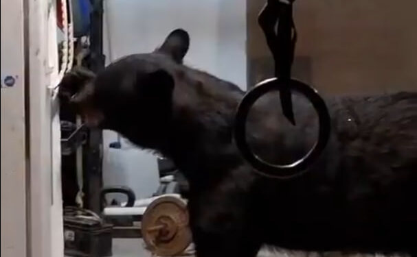 LLEGA OSO HASTA EL REFRI EN RESIDENCIA DE SAN PEDRO 1 LLEGA OSO HASTA EL REFRI EN RESIDENCIA DE SAN PEDRO