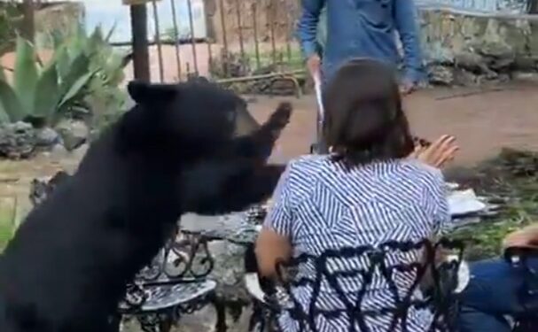 LANZA OSO ZARPAZO A MUJER EN RESTAURANTE DE CHIPINQUE 1 LANZA OSO ZARPAZO A MUJER EN RESTAURANTE DE CHIPINQUE