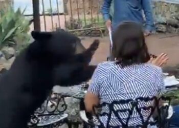 LANZA OSO ZARPAZO A MUJER EN RESTAURANTE DE CHIPINQUE