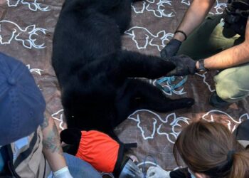 REUBICAN A OSO QUE ATACÓ EN HOTEL CHIPINQUE  4 REUBICAN A OSO QUE ATACÓ EN HOTEL CHIPINQUE