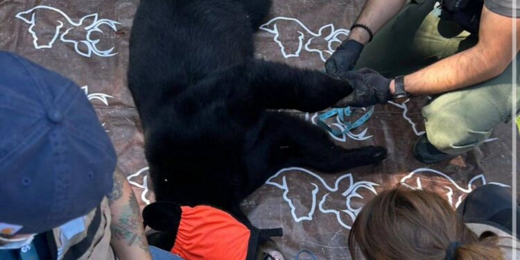 REUBICAN A OSO QUE ATACÓ EN HOTEL CHIPINQUE  1 REUBICAN A OSO QUE ATACÓ EN HOTEL CHIPINQUE