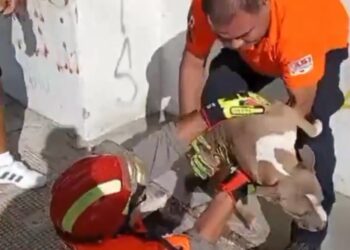 RESCATA PC DE JUÁREZ PERRITO DE ALCANTARILLA