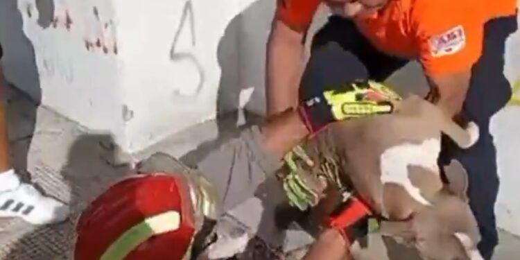 RESCATA PC DE JUÁREZ PERRITO DE ALCANTARILLA 1 RESCATA PC DE JUÁREZ PERRITO DE ALCANTARILLA