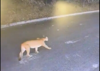 CAPTAN A PUMA EN SAN PEDRO