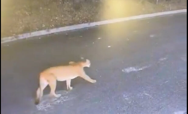 CAPTAN A PUMA EN SAN PEDRO 1 CAPTAN A PUMA EN SAN PEDRO