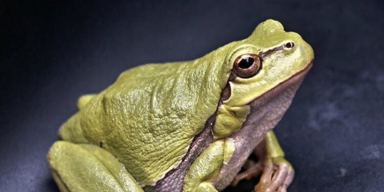 MUERE MUJER EN RETIRO ESPIRITUAL EN DURANGO POR INTOXICACIÓN CON VENENO DE RANA 1 MUERE MUJER EN RETIRO ESPIRITUAL EN DURANGO POR INTOXICACIÓN CON VENENO DE RANA