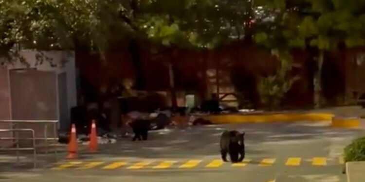 CAUSA ALARMA AVISTAMIENTO DE TRES OSOS EN COLEGIO HIMALAYA; MULTA PARQUES Y VIDA SILVESTRE AL PLANTEL POR DEJAR BASURA AL ALCANCE DE LOS ANIMALES 1 img 8671 1