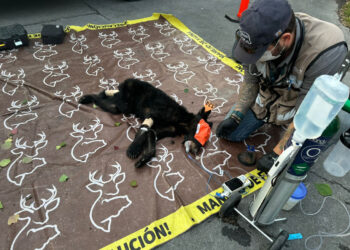 RESCATA PARQUES Y VIDA SILVESTRE A OSEZNO HUÉRFANO ENFERMO Y CON SIGNOS DE MALNUTRICIÓN; LE DARÁN TRATAMIENTO Y CUIDADOS DURANTE UN MES ANTES DE REGRESARLO A SU HÁBITAT NATURAL 1 RESCATA PARQUES Y VIDA SILVESTRE A OSEZNO HUÉRFANO ENFERMO Y CON SIGNOS DE MALNUTRICIÓN; LE DARÁN TRATAMIENTO Y CUIDADOS DURANTE UN MES ANTES DE REGRESARLO A SU HÁBITAT NATURAL