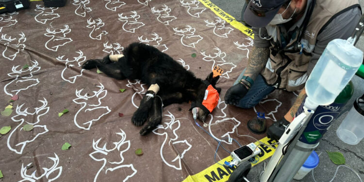 RESCATA PARQUES Y VIDA SILVESTRE A OSEZNO HUÉRFANO ENFERMO Y CON SIGNOS DE MALNUTRICIÓN; LE DARÁN TRATAMIENTO Y CUIDADOS DURANTE UN MES ANTES DE REGRESARLO A SU HÁBITAT NATURAL 1 RESCATA PARQUES Y VIDA SILVESTRE A OSEZNO HUÉRFANO ENFERMO Y CON SIGNOS DE MALNUTRICIÓN; LE DARÁN TRATAMIENTO Y CUIDADOS DURANTE UN MES ANTES DE REGRESARLO A SU HÁBITAT NATURAL