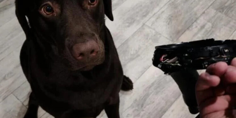 LA TRAVESURA DE UN PERRO DEJA SIN CONTROL A SU DUEÑO 1 LA TRAVESURA DE UN PERRO DEJA SIN CONTROL A SU DUEÑO