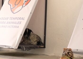 INSTALA SALINAS VICTORIA REFUGIOS TEMPORALES PARA ANIMALES EN SITUACIÓN DE CALLE; HABILITA ADMINISTRACIÓN DE RAÚL CANTÚ ESPACIOS AISLADOS Y CON ALIMENTO PARA PROTEGER A PERROS Y GATOS DE ONDA GÉLIDA. 1 INSTALA SALINAS VICTORIA REFUGIOS TEMPORALES PARA ANIMALES EN SITUACIÓN DE CALLE; HABILITA ADMINISTRACIÓN DE RAÚL CANTÚ ESPACIOS AISLADOS Y CON ALIMENTO PARA PROTEGER A PERROS Y GATOS DE ONDA GÉLIDA.