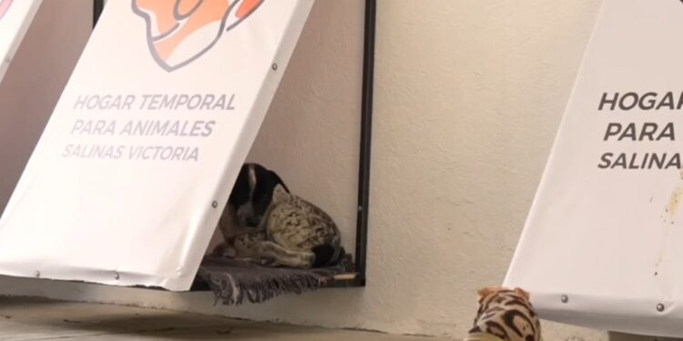 INSTALA SALINAS VICTORIA REFUGIOS TEMPORALES PARA ANIMALES EN SITUACIÓN DE CALLE; HABILITA ADMINISTRACIÓN DE RAÚL CANTÚ ESPACIOS AISLADOS Y CON ALIMENTO PARA PROTEGER A PERROS Y GATOS DE ONDA GÉLIDA. 1 INSTALA SALINAS VICTORIA REFUGIOS TEMPORALES PARA ANIMALES EN SITUACIÓN DE CALLE; HABILITA ADMINISTRACIÓN DE RAÚL CANTÚ ESPACIOS AISLADOS Y CON ALIMENTO PARA PROTEGER A PERROS Y GATOS DE ONDA GÉLIDA.