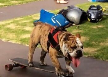 LA UNAM DESPIDE A LOGAN, EL PERRITO PATINADOR