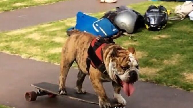 LA UNAM DESPIDE A LOGAN, EL PERRITO PATINADOR 1 LA UNAM DESPIDE A LOGAN, EL PERRITO PATINADOR