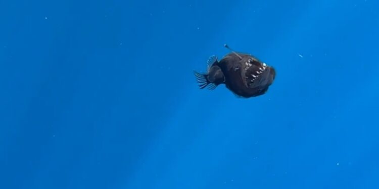 AVISTAN PEZ DIABLO NEGRO EN AGUAS POCO PROFUNDAS 1 AVISTAN PEZ DIABLO NEGRO EN AGUAS POCO PROFUNDAS