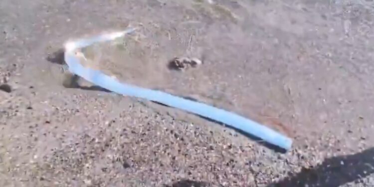 APARECE PEZ REMO EN PLAYA MEXICANA Y DESATA ESPECULACIONES 1 APARECE PEZ REMO EN PLAYA MEXICANA Y DESATA ESPECULACIONES