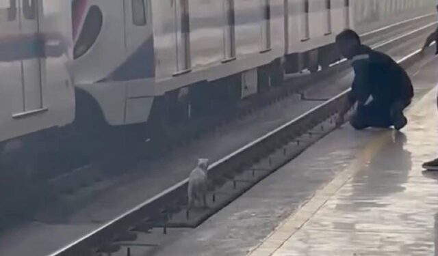 RESCATA A PERRITO DE VÍAS DEL METRO; HOMBRE DESCIENDE AL ÁREA RESTRINGIDA DE CIRCULACIÓN DE VAGONES PARA PONERLO A SALVO. 1 RESCATA A PERRITO DE VÍAS DEL METRO; HOMBRE DESCIENDE AL ÁREA RESTRINGIDA DE CIRCULACIÓN DE VAGONES PARA PONERLO A SALVO.