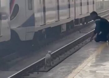 RESCATA A PERRITO DE VÍAS DEL METRO; HOMBRE DESCIENDE AL ÁREA RESTRINGIDA DE CIRCULACIÓN DE VAGONES PARA PONERLO A SALVO.