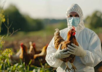 REAPARECE CEPA DE GRIPE AVIAR TRANSMISIBLE A HUMANOS