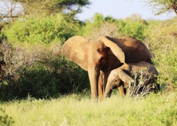 ABEJAS PROTEGEN CULTIVOS DE ELEFANTES