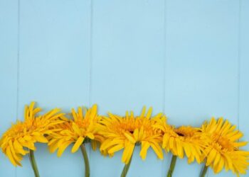 CUÁNDO Y POR QUÉ SE REGALAN FLORES AMARILLAS