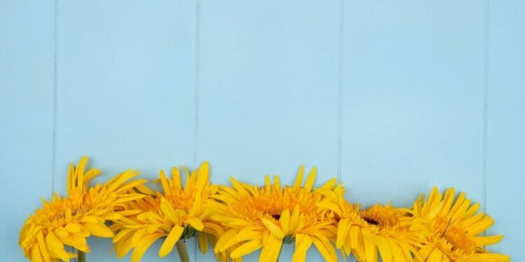 CUÁNDO Y POR QUÉ SE REGALAN FLORES AMARILLAS 1 CUÁNDO Y POR QUÉ SE REGALAN FLORES AMARILLAS