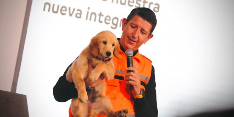 PRESENTAN NUEVA INTEGRANTE DE MANADA K9 DE PROTECCIÓN CIVIL; PERRITA LABRADOR DE 3 MESES PARTICIPARÁ EN TAREAS DE BÚSQUEDA DE PERSONAS Y DESASTRES NATURALES. 1 PRESENTAN NUEVA INTEGRANTE DE MANADA K9 DE PROTECCIÓN CIVIL; PERRITA LABRADOR DE 3 MESES PARTICIPARÁ EN TAREAS DE BÚSQUEDA DE PERSONAS Y DESASTRES NATURALES.
