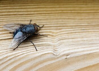 MOSCAS EN CASA: SU SIGNIFICADO Y CÓMO AHUYENTARLAS SIN MATARLAS