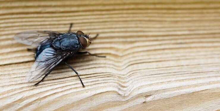 MOSCAS EN CASA: SU SIGNIFICADO Y CÓMO AHUYENTARLAS SIN MATARLAS 1 MOSCAS EN CASA: SU SIGNIFICADO Y CÓMO AHUYENTARLAS SIN MATARLAS