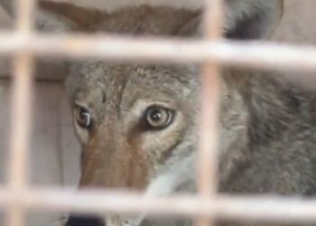 RESCATAN A COYOTE ATRAPADO EN COLEGIO DE MONTERREY; REGRESA PROTECCIÓN CIVIL DEL ESTADO A EJEMPLAR A SU HÁBITAT NATURAL.