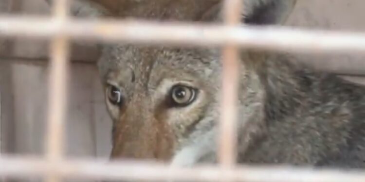 RESCATAN A COYOTE ATRAPADO EN COLEGIO DE MONTERREY; REGRESA PROTECCIÓN CIVIL DEL ESTADO A EJEMPLAR A SU HÁBITAT NATURAL.