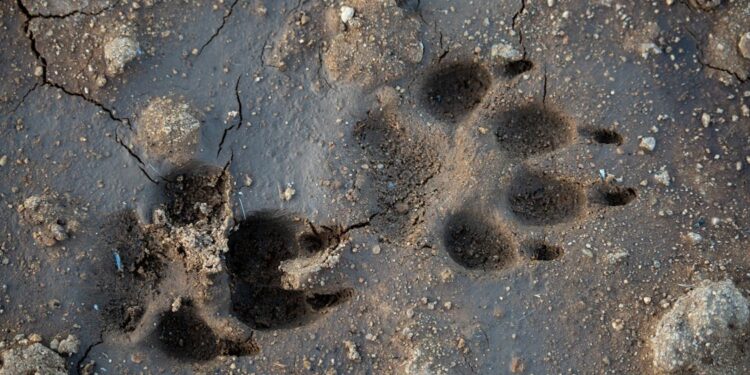 ATAQUE MORTAL: MUJER DE 78 AÑOS MUERE TRAS SER ATACADA POR PERROS 1 ATAQUE MORTAL: MUJER DE 78 AÑOS MUERE TRAS SER ATACADA POR PERROS