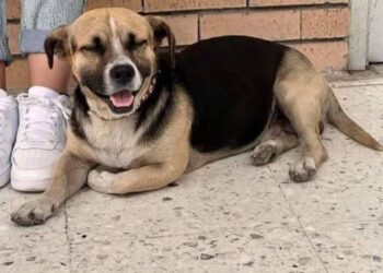 PROTESTAN ESTUDIANTES DE LA UANL POR ‘DESAPARICIÓN’ DEL ‘LICENCIADO FELIPE’; PERRITO REAPARECE SANO Y SALVO.