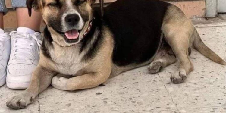 PROTESTAN ESTUDIANTES DE LA UANL POR ‘DESAPARICIÓN’ DEL ‘LICENCIADO FELIPE’; PERRITO REAPARECE SANO Y SALVO.