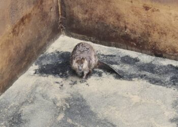 RESCATAN CASTOR EN JUÁREZ; REUBICAN PARQUES Y VIDA SILVESTRE Y PROFEPA A EJEMPLAR EN PELIGRO DE EXTINCIÓN.