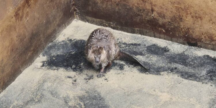 RESCATAN CASTOR EN JUÁREZ; REUBICAN PARQUES Y VIDA SILVESTRE Y PROFEPA A EJEMPLAR EN PELIGRO DE EXTINCIÓN. 1 RESCATAN CASTOR EN JUÁREZ; REUBICAN PARQUES Y VIDA SILVESTRE Y PROFEPA A EJEMPLAR EN PELIGRO DE EXTINCIÓN.