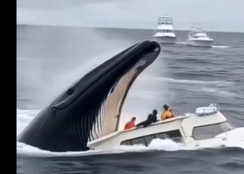 VIDEO VIRAL: BALLENA TRAGÁNDOSE UN BOTE RESULTA SER FALSO
