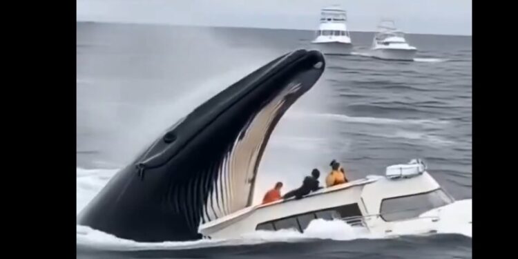 VIDEO VIRAL: BALLENA TRAGÁNDOSE UN BOTE RESULTA SER FALSO 1 VIDEO VIRAL: BALLENA TRAGÁNDOSE UN BOTE RESULTA SER FALSO