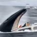 VIDEO VIRAL: BALLENA TRAGÁNDOSE UN BOTE RESULTA SER FALSO 7 VIDEO VIRAL: BALLENA TRAGÁNDOSE UN BOTE RESULTA SER FALSO