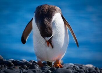 LA NUEVA TENDENCIA: ¿POR QUÉ TODOS QUIEREN APADRINAR UN PINGÜINO?