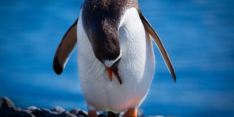 LA NUEVA TENDENCIA: ¿POR QUÉ TODOS QUIEREN APADRINAR UN PINGÜINO? 1 LA NUEVA TENDENCIA: ¿POR QUÉ TODOS QUIEREN APADRINAR UN PINGÜINO?