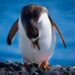 LA NUEVA TENDENCIA: ¿POR QUÉ TODOS QUIEREN APADRINAR UN PINGÜINO? 7 LA NUEVA TENDENCIA: ¿POR QUÉ TODOS QUIEREN APADRINAR UN PINGÜINO?