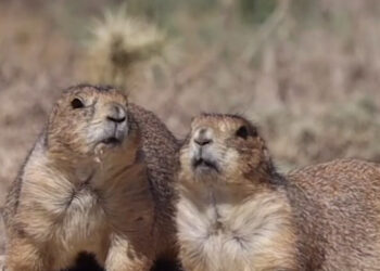 PROVOCA PEPSICO EXTINCIÓN DE PERRITO LLANERO EN SUR DE NL; EXIGE PARQUES Y VIDA SILVESTRE A TRANSNACIONAL RESPONSABILIDAD AMBIENTAL