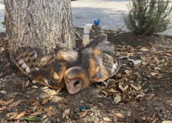 RESCATAN LECHUZA AMARRADA POR ‘BRUJA’ EN LINARES; REGRESA PARQUES Y VIDA SILVESTRE AVE A SU HÁBITAT NATURAL