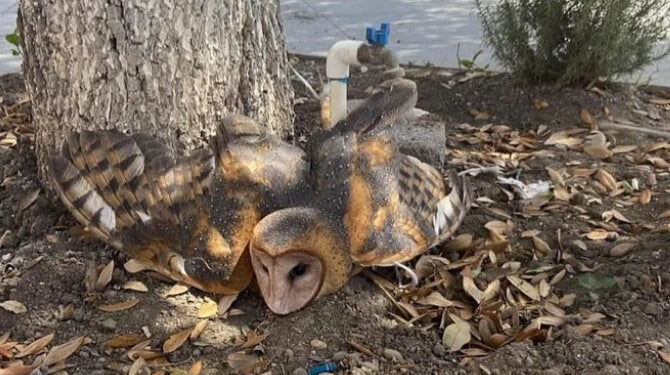 RESCATAN LECHUZA AMARRADA POR 'BRUJA' EN LINARES; REGRESA PARQUES Y VIDA SILVESTRE AVE A SU HÁBITAT NATURAL 1 RESCATAN LECHUZA AMARRADA POR ‘BRUJA’ EN LINARES; REGRESA PARQUES Y VIDA SILVESTRE AVE A SU HÁBITAT NATURAL